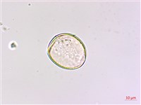 七葉一枝花藏品圖，第3張