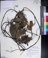 麥氏鐵線蓮藏品圖，第1張