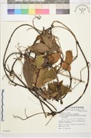 麥氏鐵線蓮藏品圖，第2張