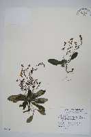 哈哼花藏品圖，第1張