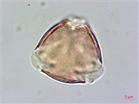 哈哼花藏品圖，第2張