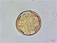 哈哼花藏品圖，第3張