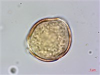 哈哼花藏品圖，第4張