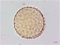 菝契藏品圖，第1張