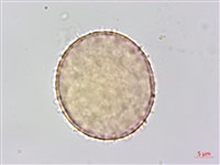 菝契藏品圖，第3張