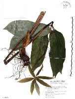 七葉一枝花藏品圖，第1張