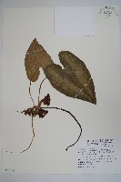 大花細辛、馬蹄香藏品圖，第1張