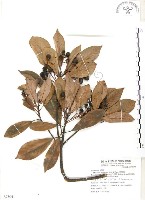 豬腳楠藏品圖，第1張