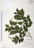 野鴉椿藏品圖，第1張