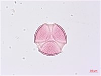 野鴉椿藏品圖，第2張