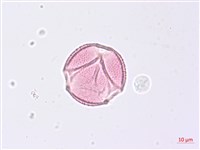 野鴉椿藏品圖，第3張