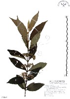 銳葉紫珠藏品圖，第1張