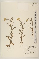 鼠麴草藏品圖，第1張