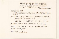 鼠麴草藏品圖，第2張