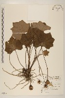 臺灣山菊藏品圖，第1張