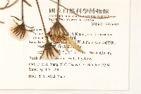 臺灣山菊藏品圖，第2張