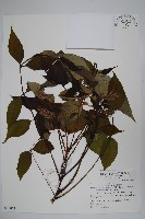 鐘萼木藏品圖，第1張