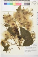 銹毛鐵線蓮藏品圖，第1張