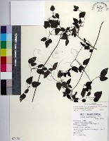 大肚山威靈仙藏品圖，第1張