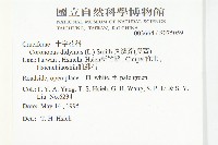 臭濱芥、臭薺藏品圖，第2張