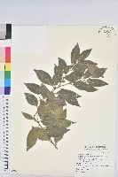 臺灣假黃楊藏品圖，第1張