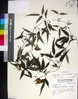 華中鐵線蓮藏品圖，第1張