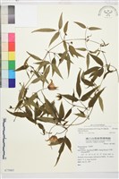 華中鐵線蓮藏品圖，第2張