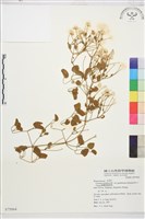 鵝鑾鼻鐵線蓮藏品圖，第1張