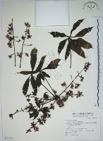 掌葉蘋婆藏品圖，第1張