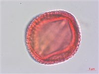 掌葉蘋婆藏品圖，第2張