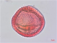 掌葉蘋婆藏品圖，第4張