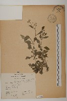 茯苓菜藏品圖，第1張