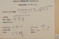 茯苓菜藏品圖，第2張