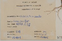 茯苓菜藏品圖，第1張