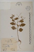 茯苓菜藏品圖，第2張