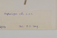 地膽草、毛蓮菜藏品圖，第3張