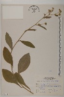 地膽草、毛蓮菜藏品圖，第1張
