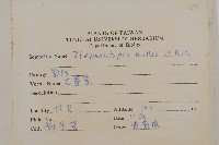 地膽草、毛蓮菜藏品圖，第2張