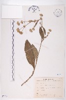 地膽草、毛蓮菜藏品圖，第1張