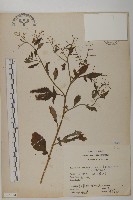 茯苓菜藏品圖，第2張