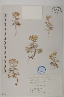 抱莖籟簫藏品圖，第1張