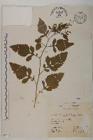 茯苓菜藏品圖，第2張