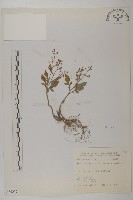 茯苓菜藏品圖，第2張