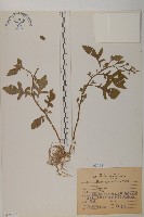 茯苓菜藏品圖，第1張