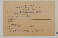 茯苓菜藏品圖，第2張