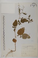 茯苓菜藏品圖，第2張