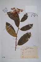 大錦蘭藏品圖，第1張