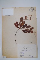 酸藤藏品圖，第1張