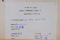 酸藤藏品圖，第2張