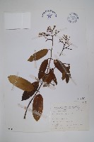 大錦蘭藏品圖，第1張